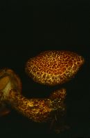 Suillus pictus image