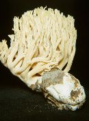 Ramaria formosa image