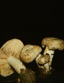 Lactarius subpalustris image