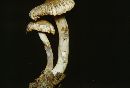 Inocybe corydalina image