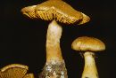 Cortinarius annulatus image