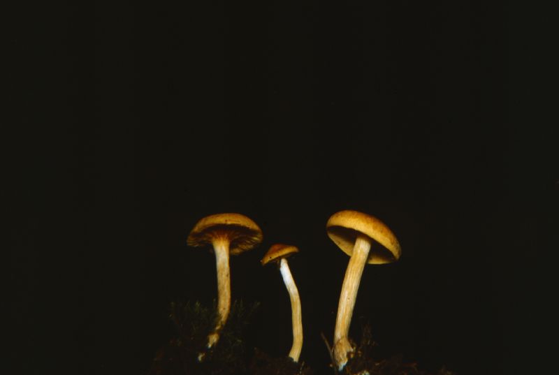 Gymnopilus penetrans image