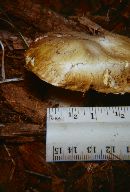 Suillus albivelatus image