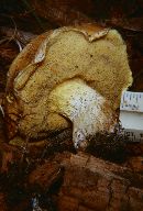 Suillus albivelatus image