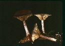 Pseudoclitocybe cyathiformis image