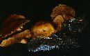 Gymnopilus sapineus image