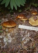 Suillus pseudobrevipes image