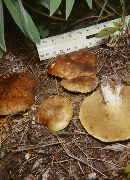 Suillus pseudobrevipes image