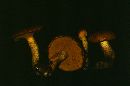 Suillus tomentosus image