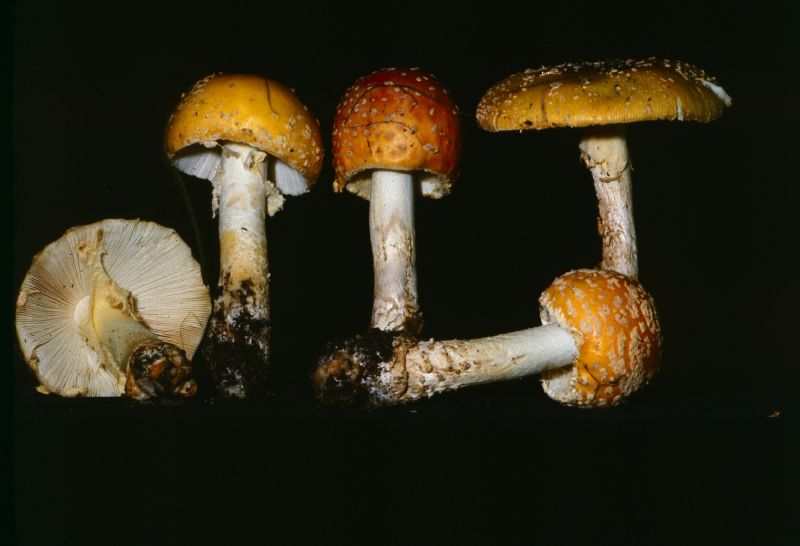 Amanita muscaria var. flavivolvata image