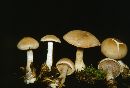 Cortinarius rimosus image