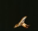 Lactarius resimus image