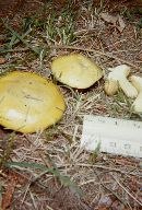 Suillus brevipes image