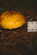 Suillus brevipes image