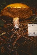 Suillus brevipes image