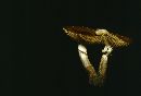Agrocybe erebia image