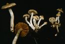 Inocybe fallax image