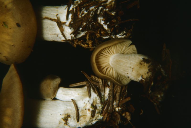 Entoloma spadiceum image