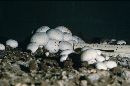 Agaricus bisporus image