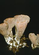 Gomphus clavatus image