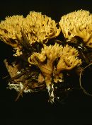 Ramaria flaccida image