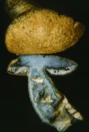 Gyroporus cyanescens image