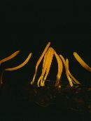 Clavulinopsis fusiformis image