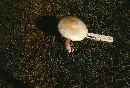 Agaricus albolutescens image