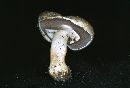 Agaricus albolutescens image