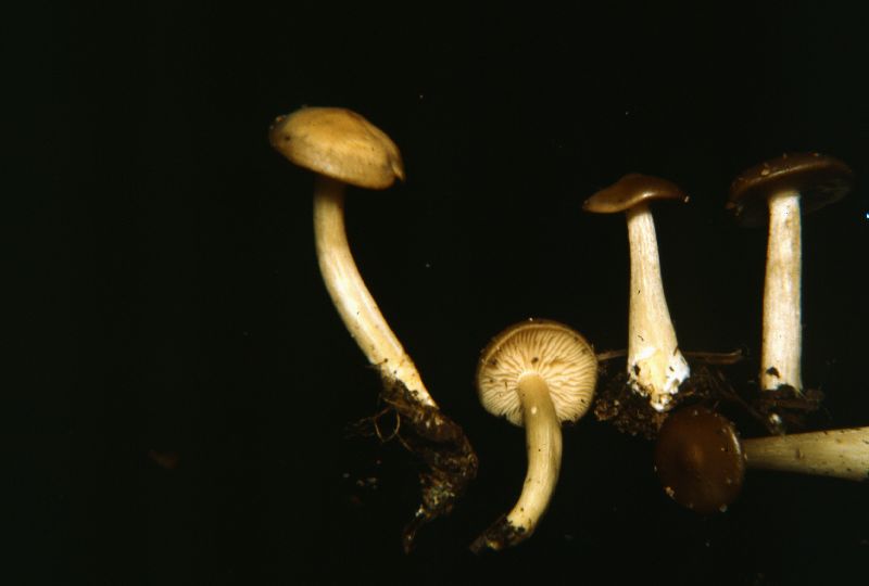 Entoloma fuligodiscum image