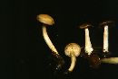 Entoloma fuligodiscum image