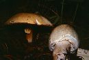 Agaricus albolutescens image