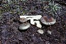 Russula pectinata image