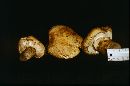 Tricholoma zelleri image