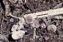 Mycena pura image