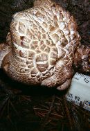 Polyporus squamosus image