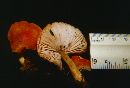 Pluteus aurantiorugosus image