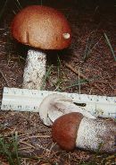 Leccinum insigne image