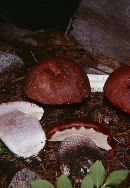 Leccinum ponderosum image