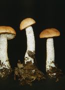 Leccinum insigne image