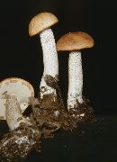 Leccinum insigne image