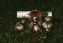 Agaricus silvaticus image