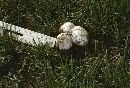 Agaricus silvaticus image