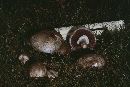 Agaricus silvaticus image