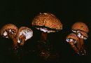 Cystoderma fallax image