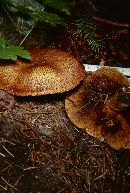 Suillus lakei var. pseudopictus image