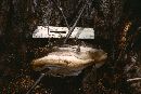 Phellinus igniarius image