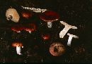 Russula emetica image
