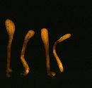 Microglossum fumosum image