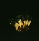 Leotia viscosa image